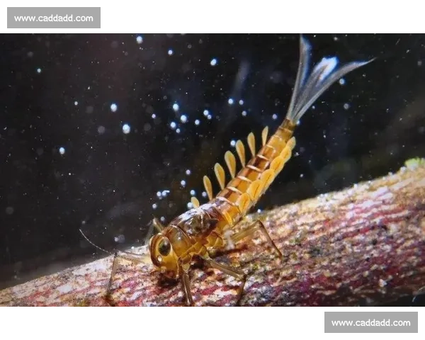 蜉蝣短暂生命的奇妙旅程:从孵化到飞翔的瞬间之美